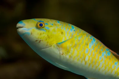 Scarus ghobban - Blue-barred Parrotfish