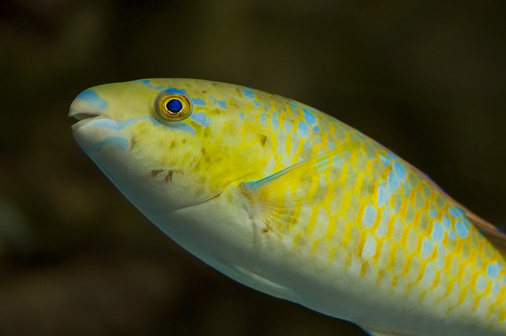 Scarus ghobban - Blue-barred Parrotfish