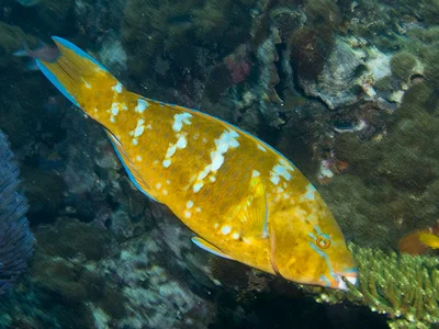 Scarus ghobban intermediate phase