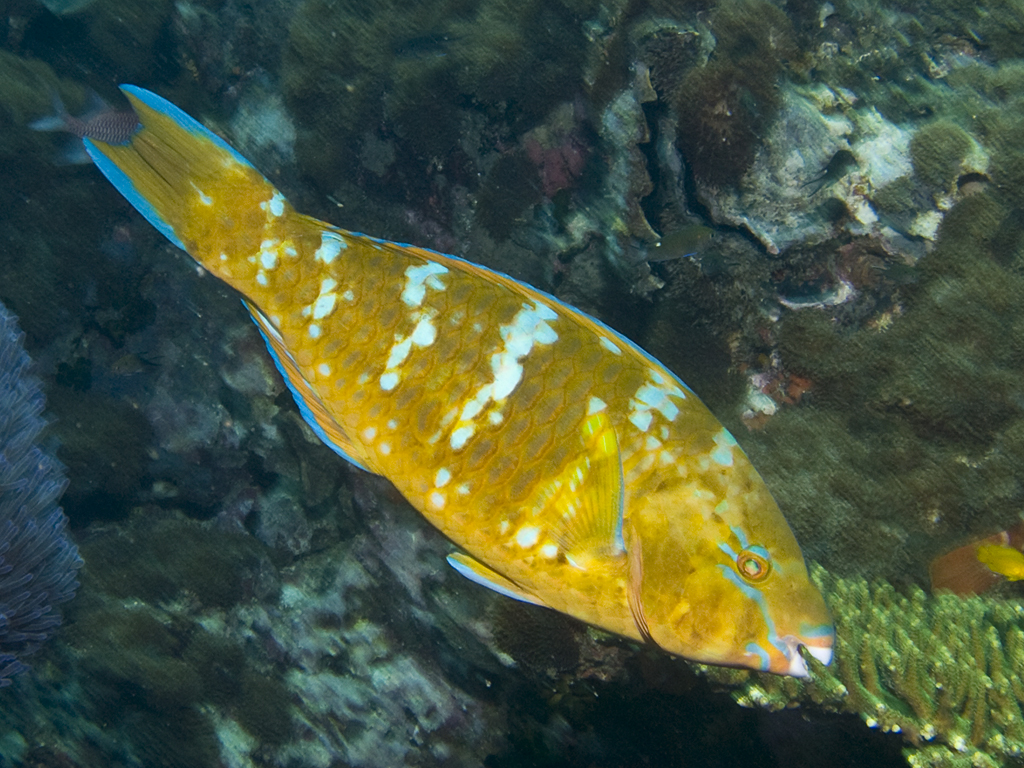 Scarus ghobban intermediate phase