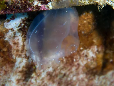 Transparent Ascidia - Rhopalaea idoneta