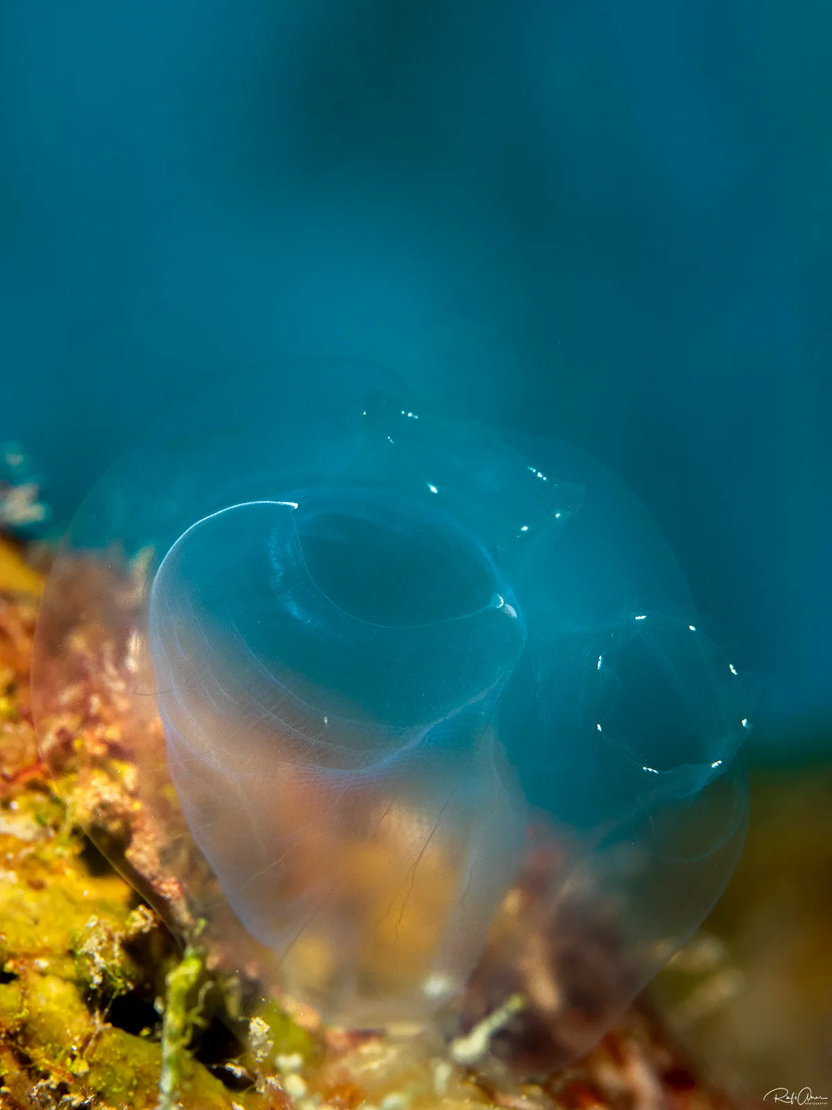 Transparent Ascidia - Rhopalaea idoneta