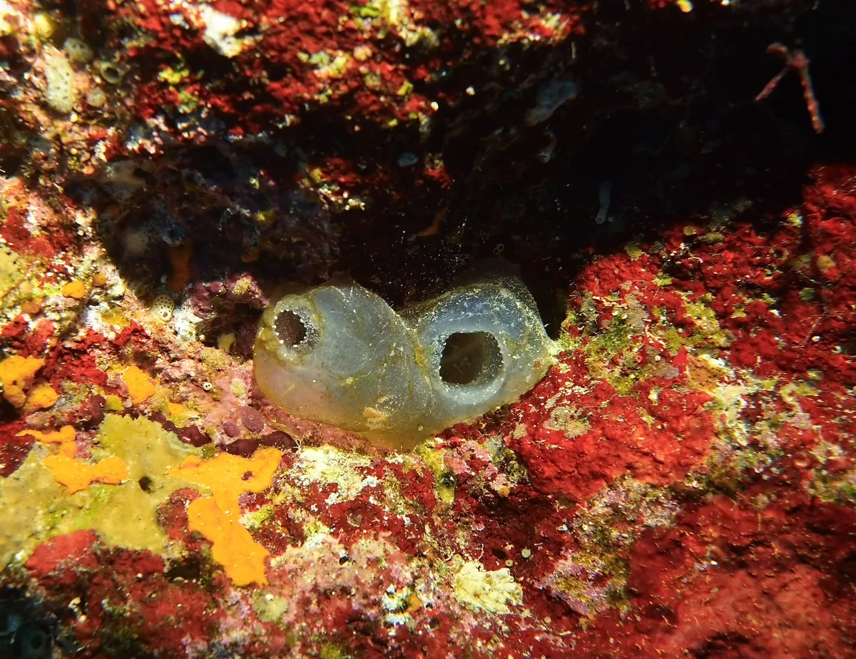 Rhopalaea idoneta