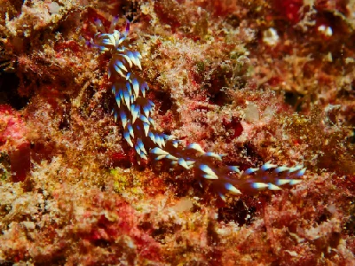 Blue dragon