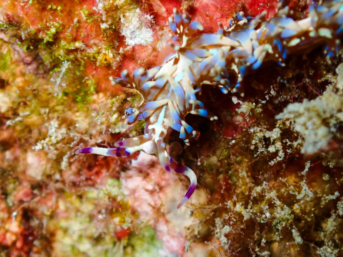 Blue Dragon