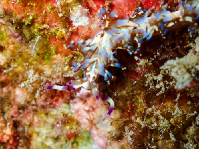 Blue Dragon