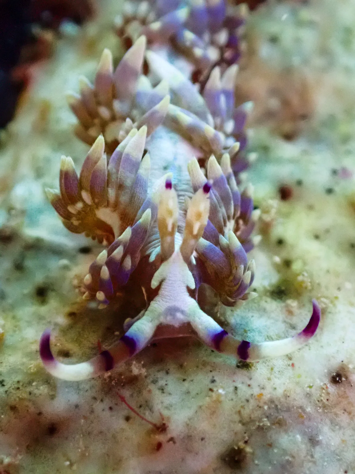Blue Dragon