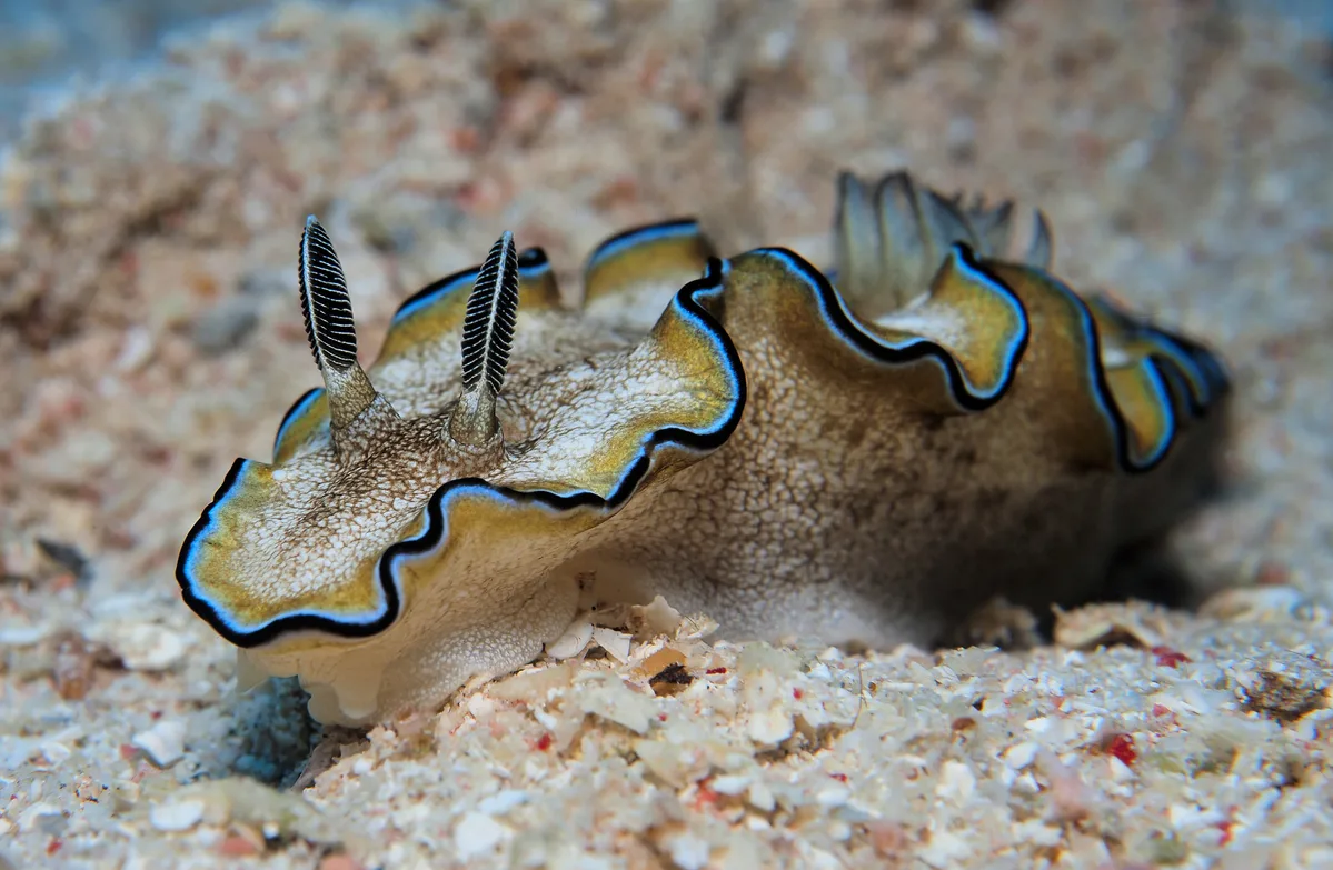 Copyright by Frank Käck