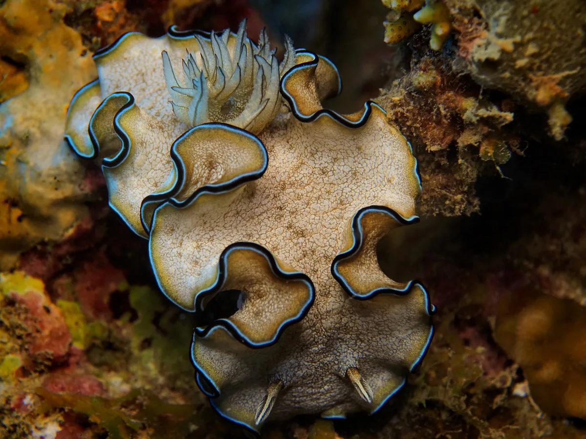 Copyright by Frank Käck