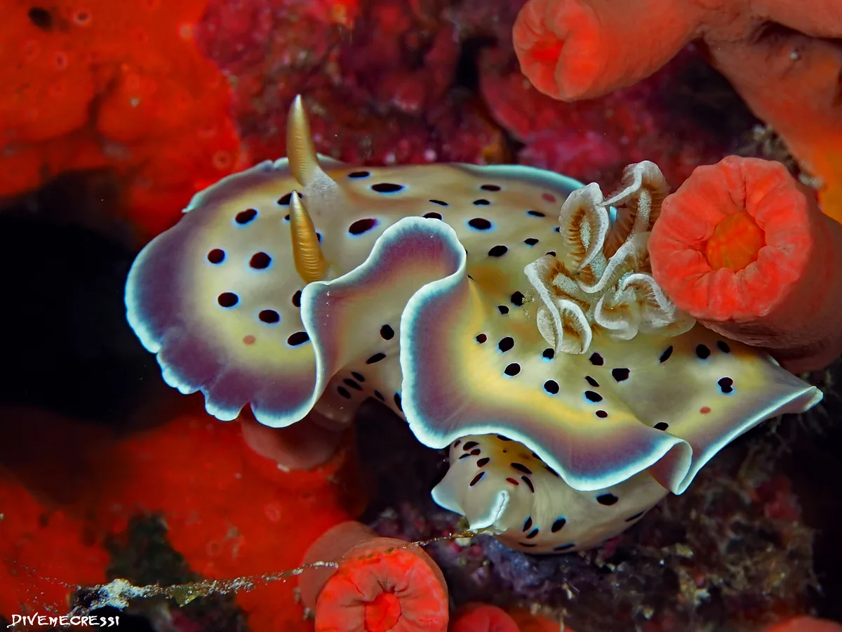 Goniobranchus geminus