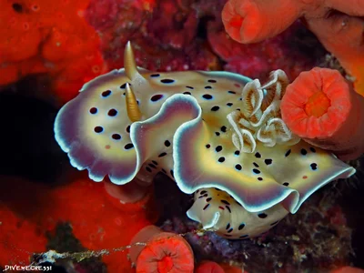 Goniobranchus geminus