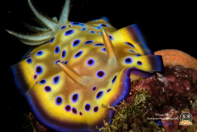 KUNIEI'S GONIOBRANCHUS
