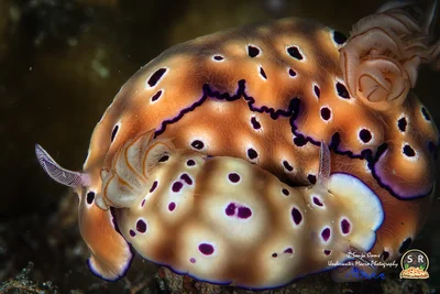 HYPSELODORIS TRYON