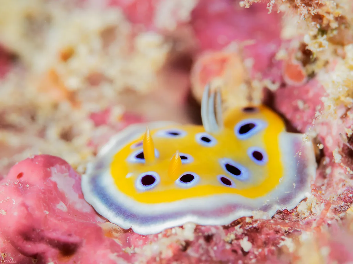 Gem Sea Slug - Goniobranchus geminus