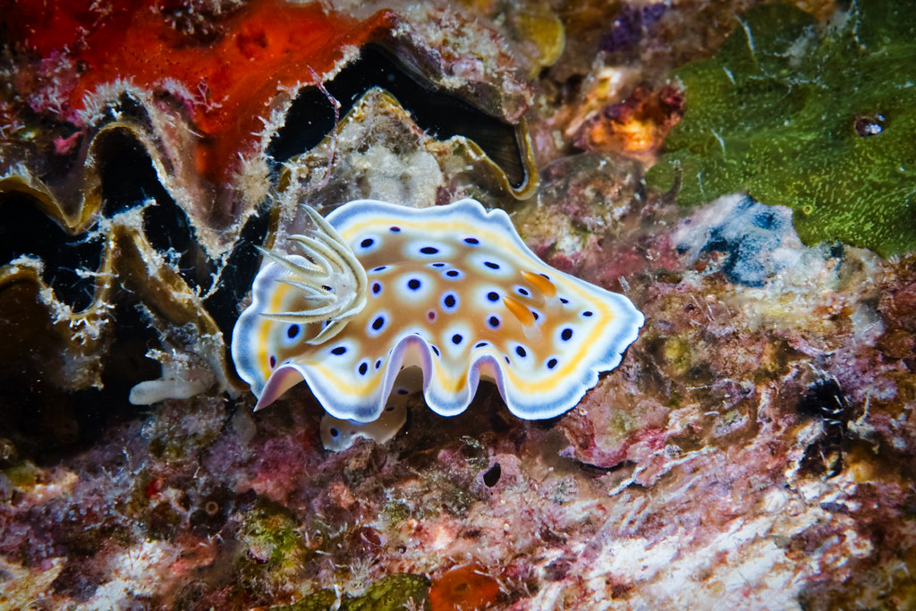 Gem nudibranch (Goniobranchus geminus)