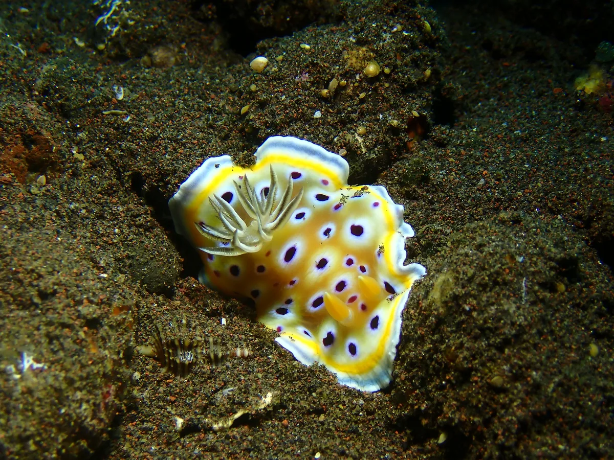 Goniobranchus geminus