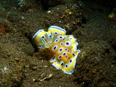 Goniobranchus geminus