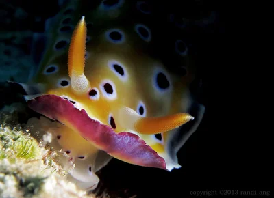 Goniobranchus geminus