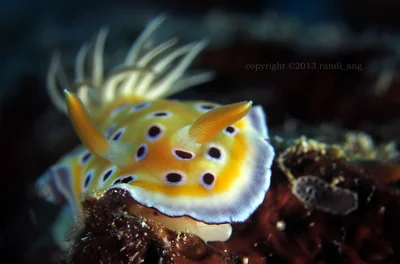 Goniobranchus geminus