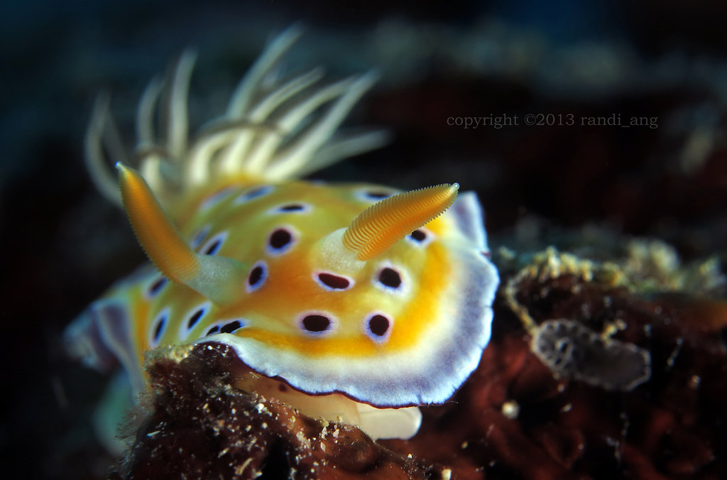 Goniobranchus geminus