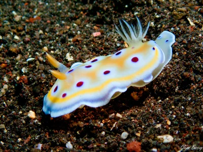 Goniobranchus geminus