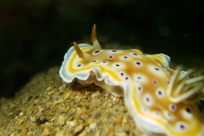 Goniobranchus geminus