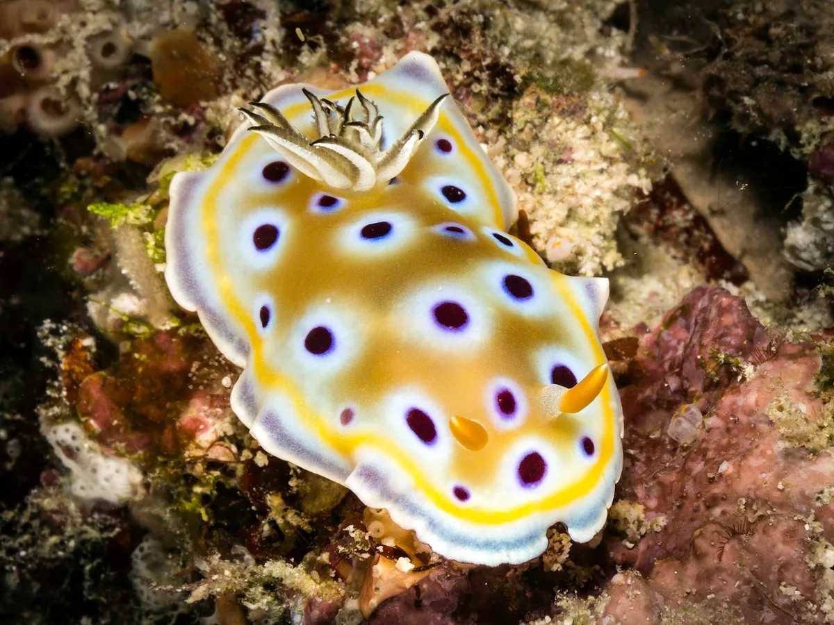 Goniobranchus geminus -1