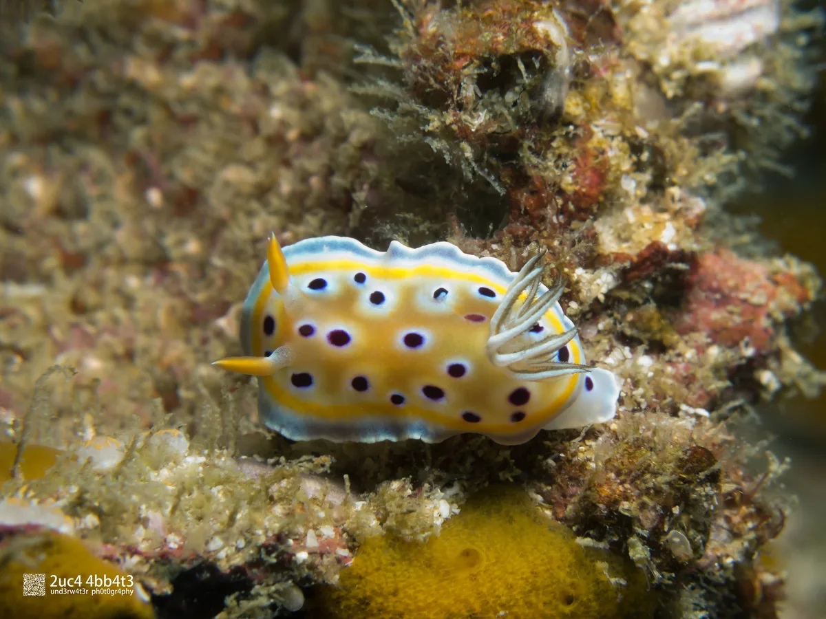 Gem sea slug