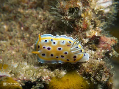 Gem sea slug