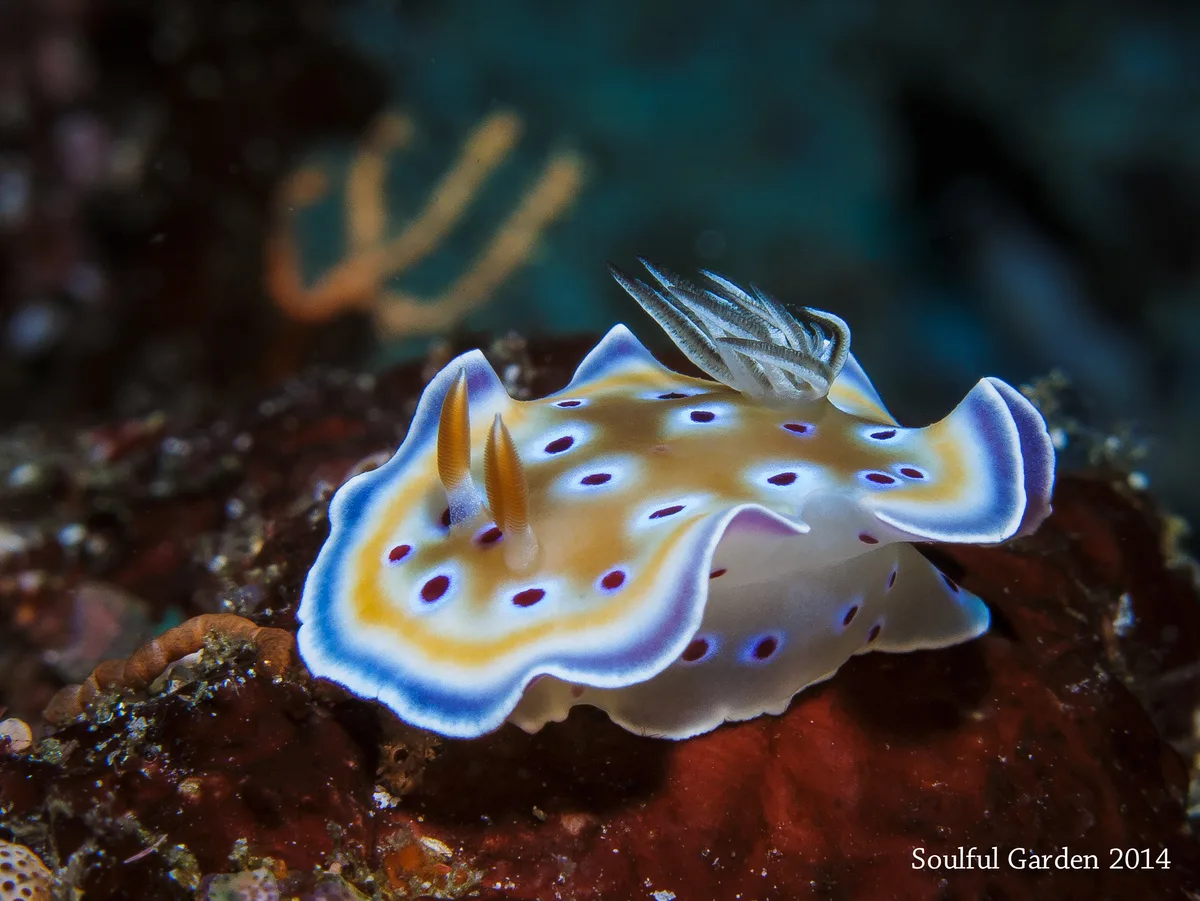 Goniobranchus geminus