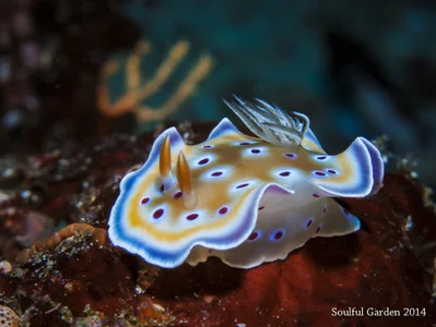 Goniobranchus geminus