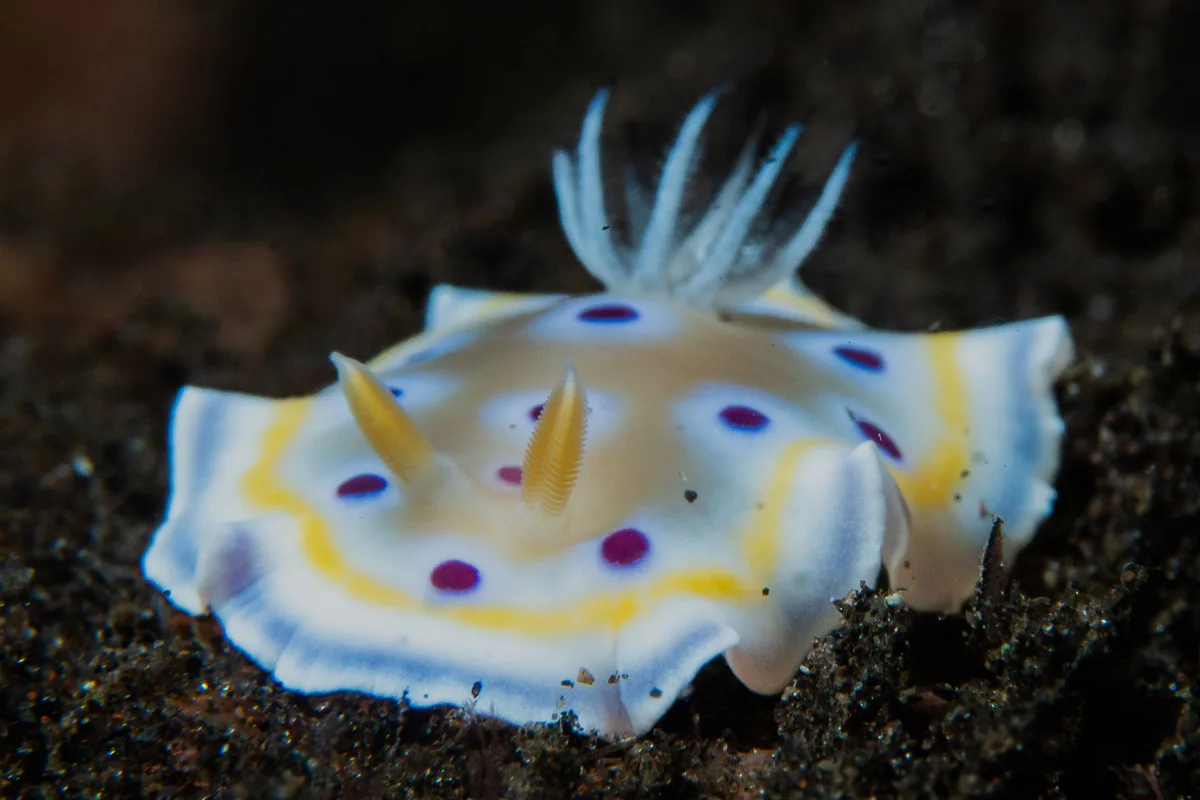 Goniobranchus geminus
