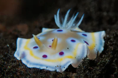 Goniobranchus geminus