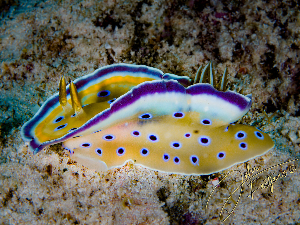 Twin chromodorid (Goniobranchus geminus)