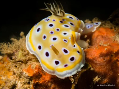 Goniobranchus Geminus. Size 35 mm. Kenya