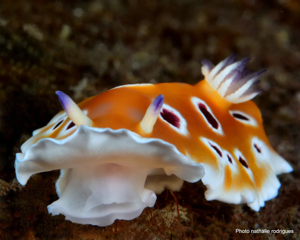 Goniobranchus cf. geminus