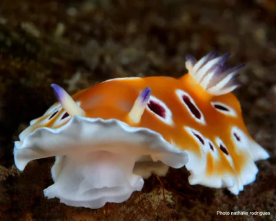 Goniobranchus cf. geminus