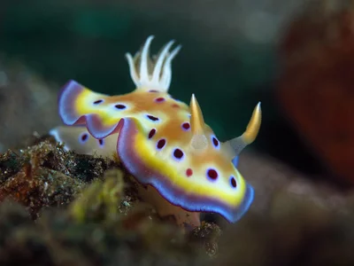 Goniobranchus geminus_1