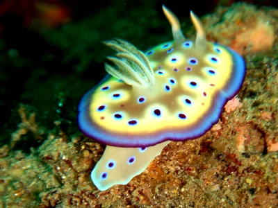 Goniobranchus, Gem