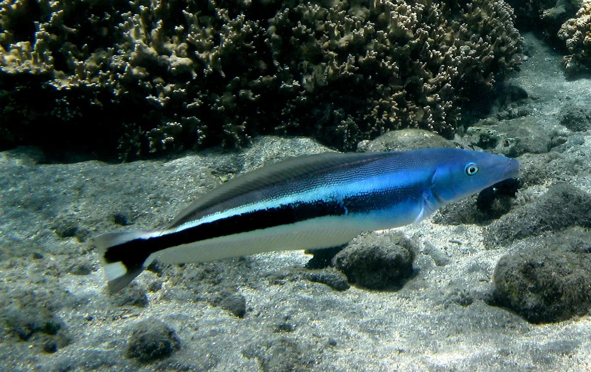 Malacanthus latovittatus