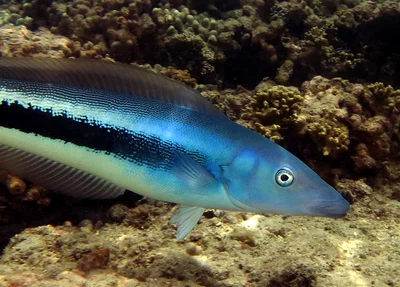Malacanthus latovittatus