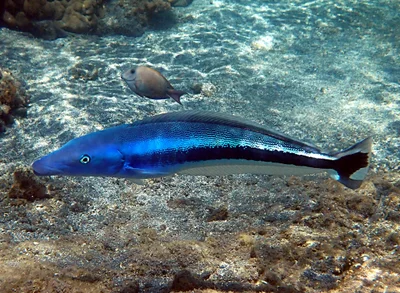 Malacanthus latovittatus