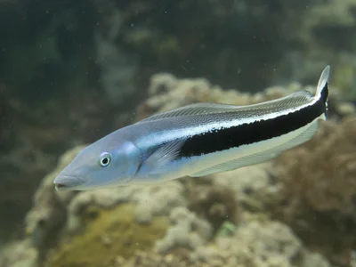 Blue tilefish (Malacanthus latovittatus)