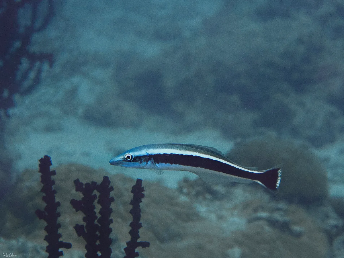 Blue Blanquillo - Malacanthus latovittatus