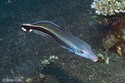 Blue Blanquillo (Malacanthus latovittatus)