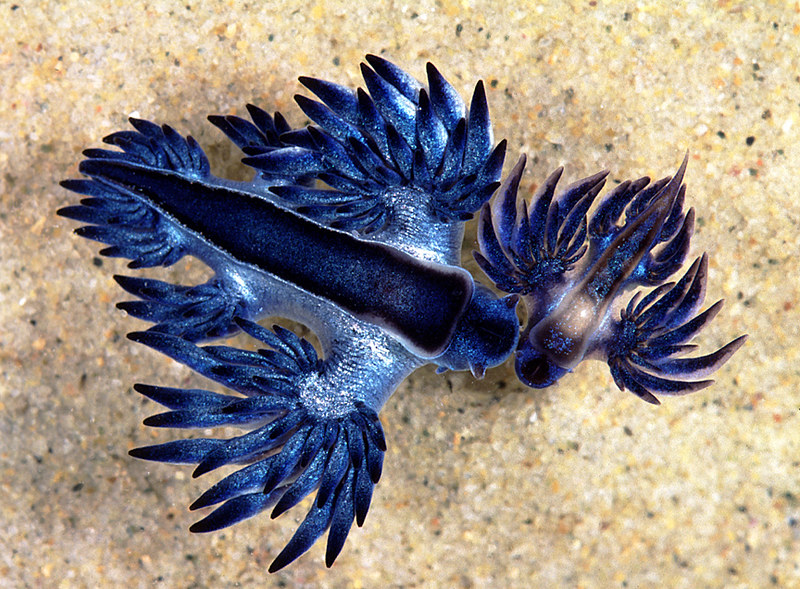 Alien Creatures - Actually Glaucilla marginata - NSW, Australia