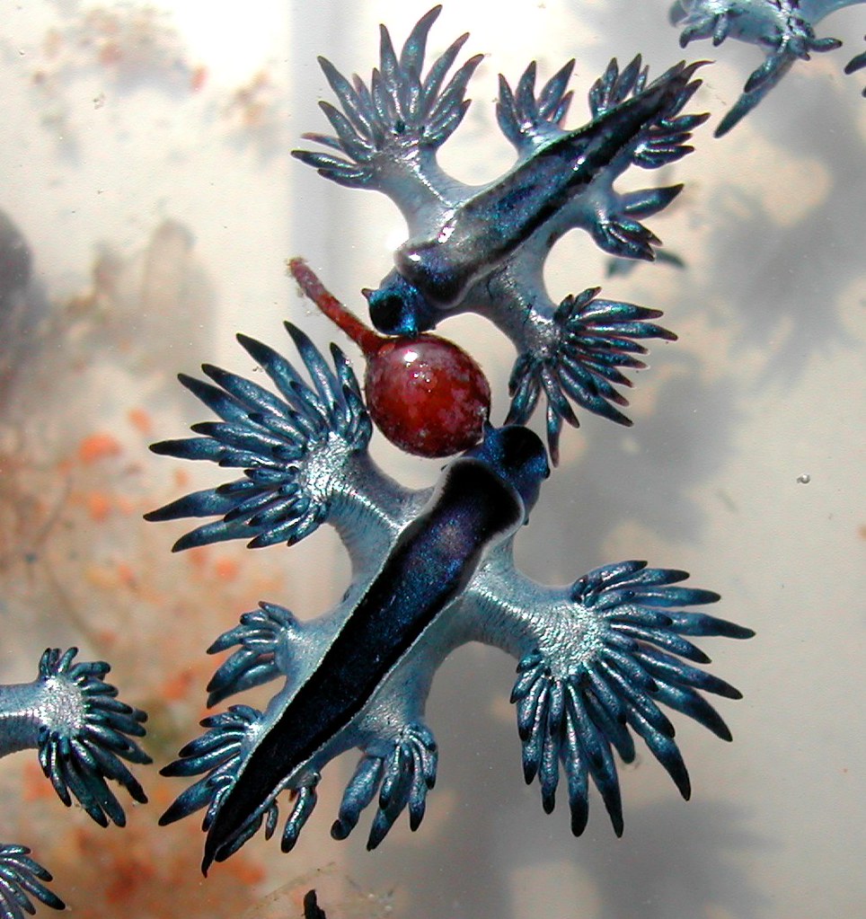 Glaucilla marginata.  mDSCN4092