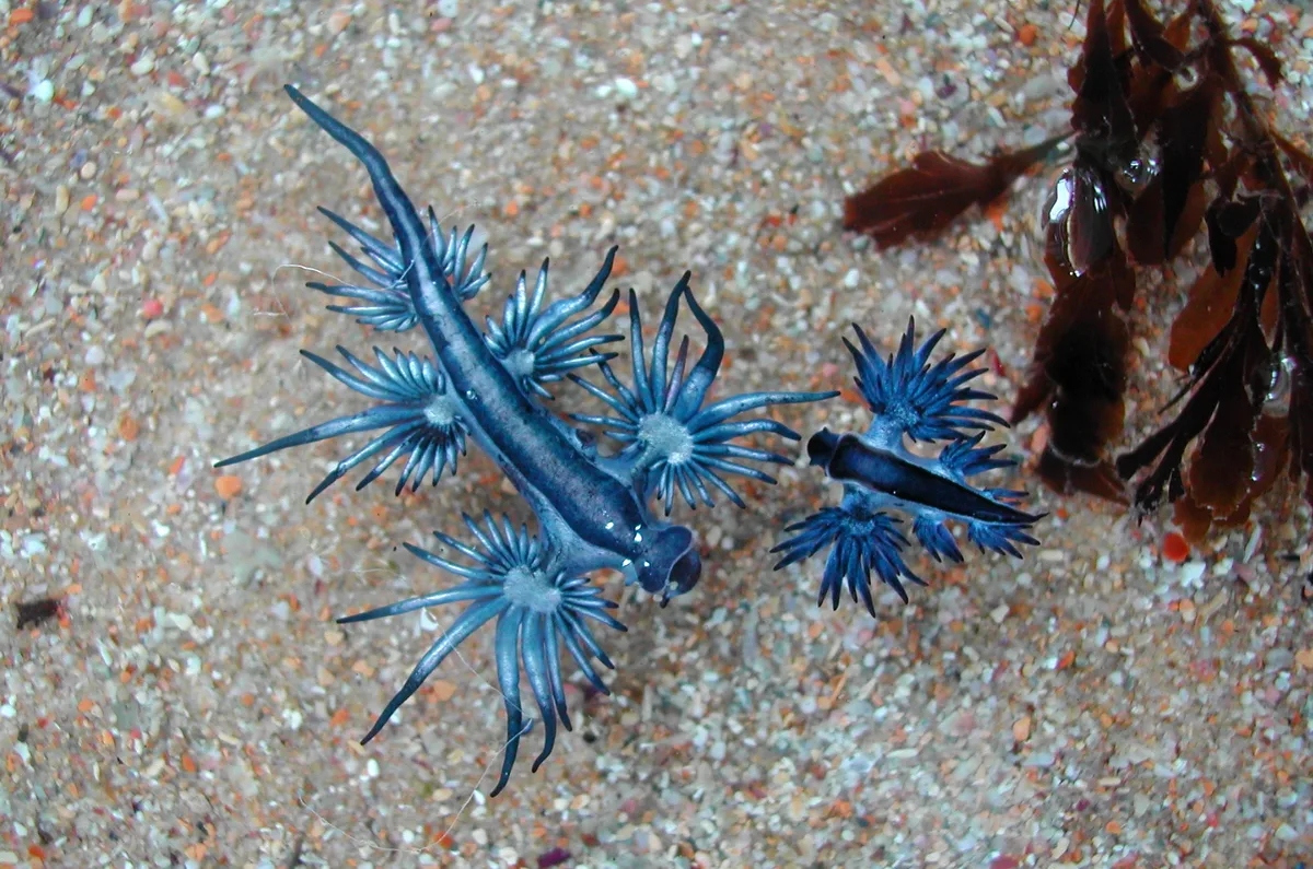 Glaucus atlanticus and Glaucilla marginata mDSCN4141