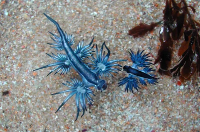 Glaucus atlanticus and Glaucilla marginata mDSCN4141