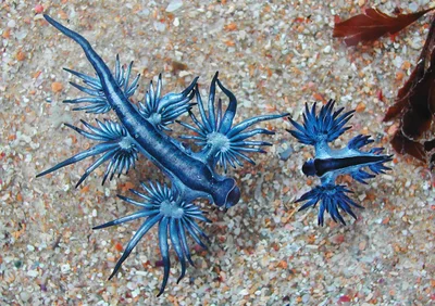 Glaucus atlanticus and Glaucilla marginata NSW, Australia